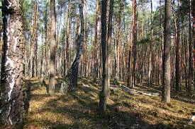 Forest Nature Reserve Slupecka